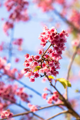 Cherry Blossom or Sakura flower on nature background at Chiang Mai Thailand