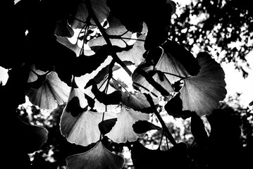 black and white image of looking up through the leaves of a tree