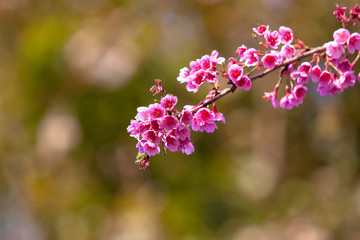 Cherry Blossom or Sakura flower on nature background at Chiang Mai Thailand