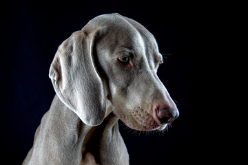 Weimaraner Looking Dowanwards