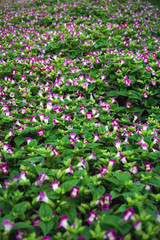 Field flowers in garden for background