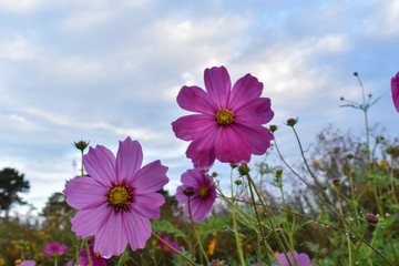 Purple, pink, cosmos flowers with blue sky and clouds background