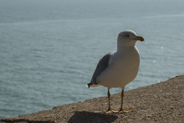 Gaviota en la orilla del mar