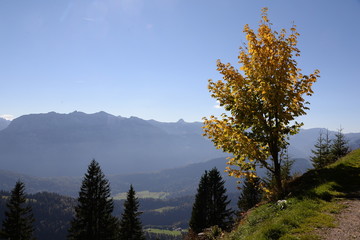 Baum an der Winterstaude