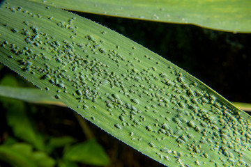 Corn leaf on a dark background. Green leaf affected by aphids. Aphid on the sheet. Green aphid on a...