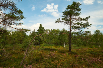 NSG "Schwarzes Moor", Biosphärenreservat Rhön, Unterfranken, Franken, Bayern, Deutschland