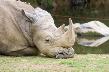 Rhinocéros triste - 244189135