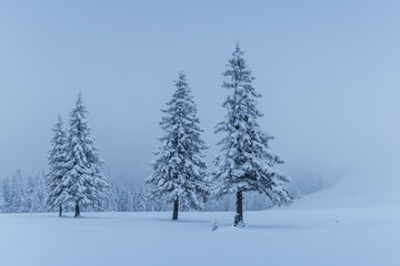 A calm winter scene. Firs covered with snow stand in a fog. Beautiful scenery on the edge of the forest. Happy New Year