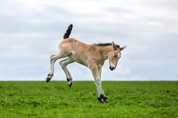 Naklejka na ściany i meble Palomino foal running on the meadow.