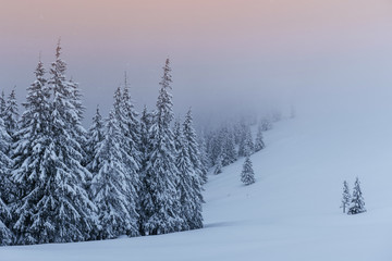 Fototapeta premium A calm winter scene. Firs covered with snow stand in a fog. Beautiful scenery on the edge of the forest. Happy New Year