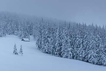 A calm winter scene. Firs covered with snow stand in a fog. Beautiful scenery on the edge of the forest. Happy New Year