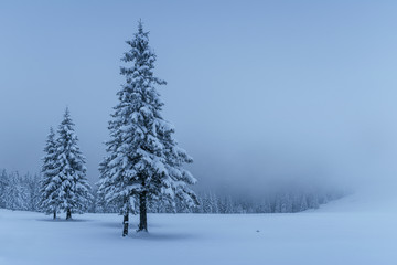 Mysterious winter landscape, majestic mountains with snow covered tree. Photo greeting card. Carpathian Ukraine Europe