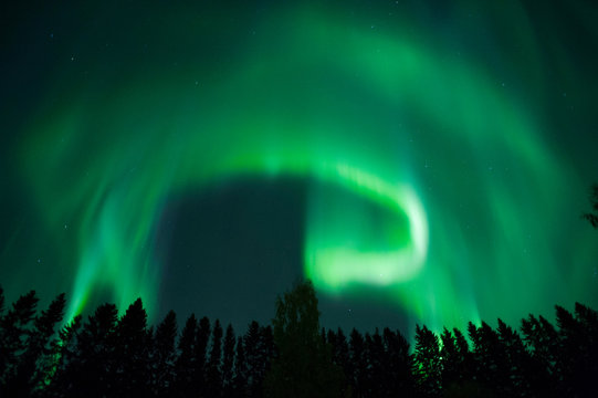 Aurora borealis in the night sky above tree tops