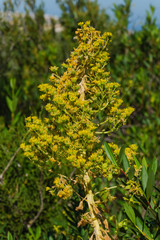 Canary islands gran canaria sunny winter day