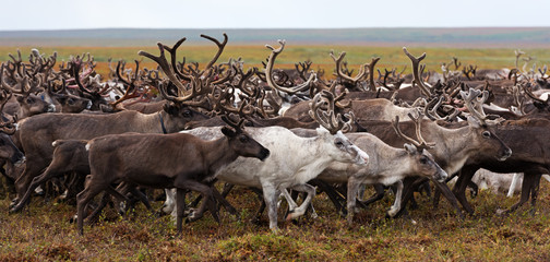 Herd of reindeer on a yearly migration in the polar tundra. Arctic region, Yamal peninsula....