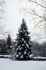  Snow-covered spruce