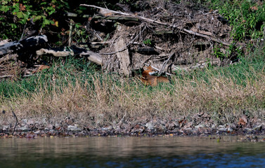 A Rd Fox watching its back for any danger.