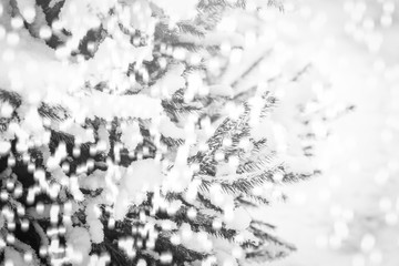 beautiful Christmas tree branch in winter on nature in the park background