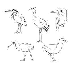 Asian Bird Coloring Book Heron Crane Kingfisher Ibis Moorhen Cartoon Vector Set