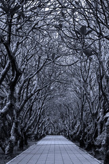  grim tunnel trees