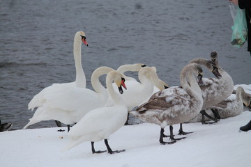 birds dacing in snow 