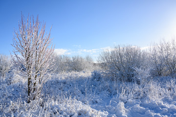 beautiful winter landscape with snow covered bushes and a blue sky, copy space