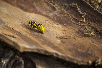 wasp in a state of anabiosis on the bark of an old tree