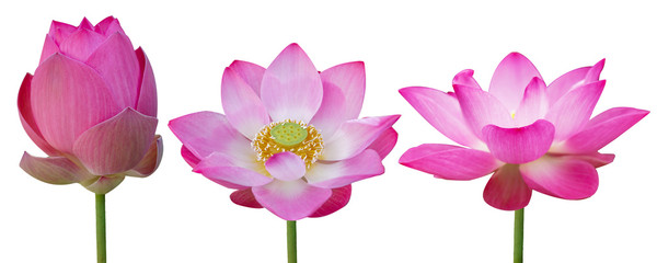 Pink Lotus flower blooming set isolated on white background.