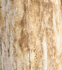 old wood texture
