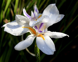 Butterfly Iris 12