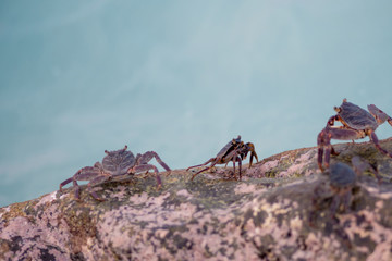 Small crabs crawling on the rocks on shore. Coral reef wildlife