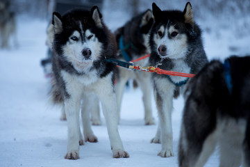 Sled dog race on snow in winter