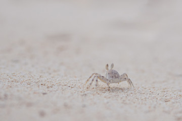 Tiny crab living in the sand. Coral reef wildlife
