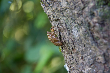 Cicada remains on a tree