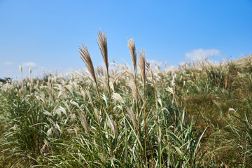 Close-up of flame grass on the hill of oreum during Autumn at Jeju Island, South Korea