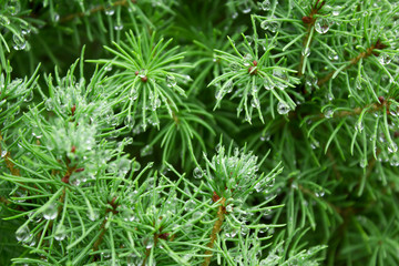 Spring conifer bush branch close up with rain drops