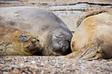 Seal family relaxing on the beach