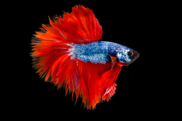 The moving moment beautiful of orange and blue siamese betta fish or fancy splendens fighting fish in thailand on black background. Thailand called Pla-kad or biting fish.