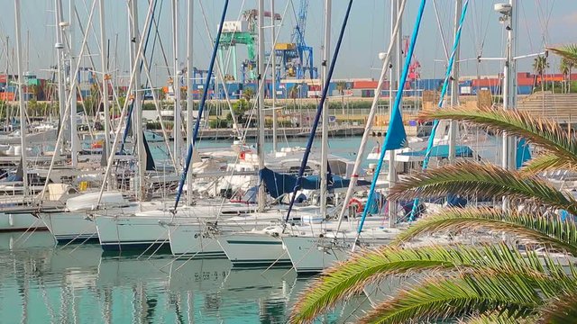 Palm and several sailing boats and yachts parked in a marina.