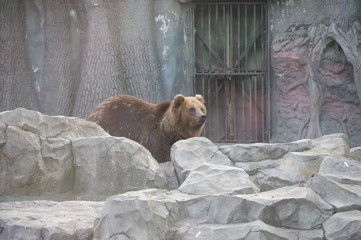 Bear behind the glass in the zoo.