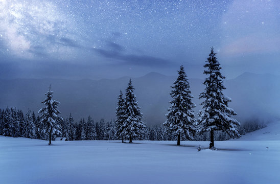 Dairy Star Trek in the winter woods. Dramatic and picturesque scene. In anticipation of the holiday. Carpathian Ukraine