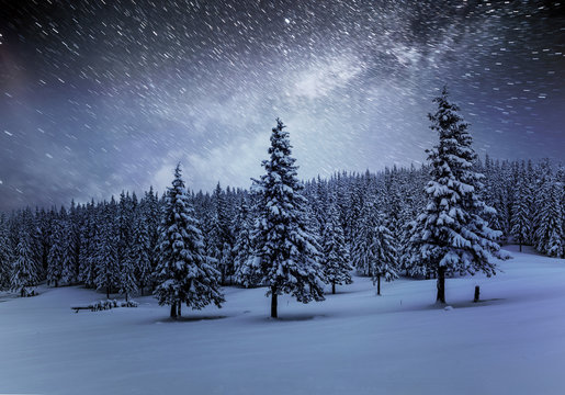 Dairy Star Trek in the winter woods. Dramatic and picturesque scene. In anticipation of the holiday. Carpathian Ukraine