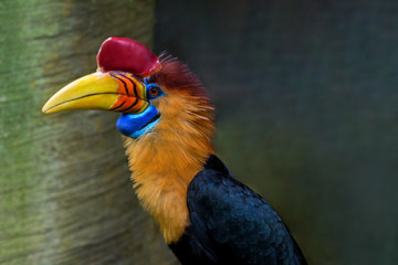 Tukan (Ramphastidae) in Nahaufnahme. Exotischer großer Vogel mit großen gelben Schnabel von der...