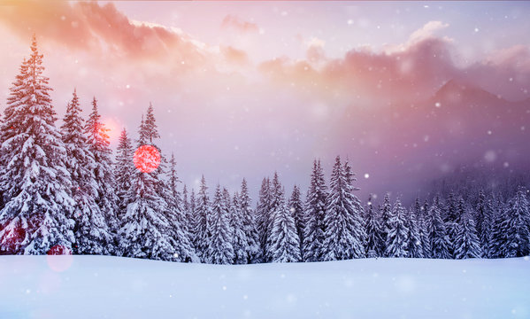 Mysterious landscape majestic mountains in winter. Magical snow covered tree. Photo greeting card. Bokeh light effect, soft filter. Carpathian Ukraine Europe