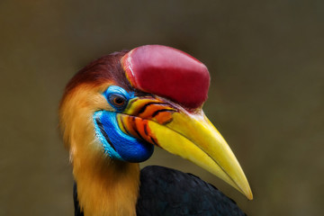 Tukan (Ramphastidae) in Nahaufnahme. Exotischer großer Vogel mit großen gelben Schnabel von der Seite.     © Maglido-Photography