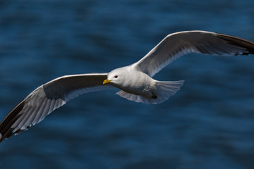 Fototapeta na wymiar common gull - seagull flying gracefully