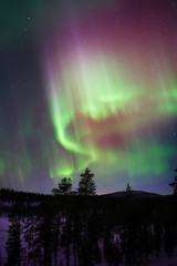 Fototapeta premium Aurora Borealis, Northern Lights, above boreal forest in Finnish Lapland.