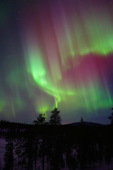 Aurora Borealis, Northern Lights,  above boreal forest in Finnish  Lapland.