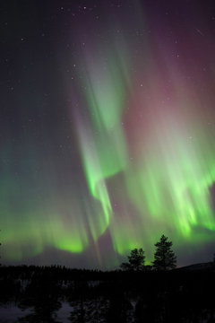 Aurora Borealis, Northern Lights,  above boreal forest in Finnish  Lapland.