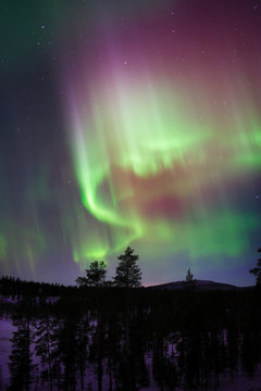 Aurora Borealis, Northern Lights,  above boreal forest in Finnish  Lapland.